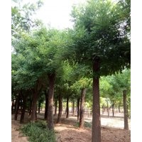 國槐、皂角。法桐、白蠟、金葉榆、五角楓、速生柳、垂柳等大喬木
