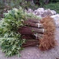 花椒苗價格=山西1年2年3苗花椒苗行情