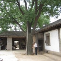 山東造型國槐|為您推薦有品質的國槐