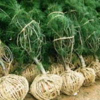 大量供應白皮松華山松油松