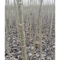 楊樹苗 107 108 中林46 低價處理大量騰地供應速生楊樹苗