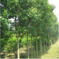 天津15公分白蠟價格
