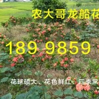 德慶龍船花批發