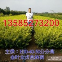 金葉女貞價格-H40-50公分金葉女貞價格優惠-金葉女貞苗圃地