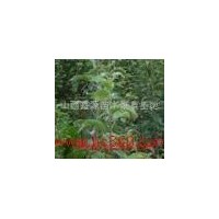 供應蘋果苗