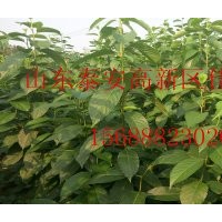 供應優質杜仲樹苗苗圃直銷杜仲樹苗無中介