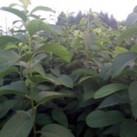 山東杜仲樹苗苗圃直銷質高價低無中介