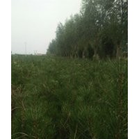 占地養(yǎng)養(yǎng)杯白皮松價格=山西16*18*19*21養(yǎng)養(yǎng)杯白皮松價格