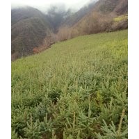 出售云杉樹苗，油松樹苗，側(cè)柏各種樹苗