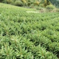 出售各種樹苗油松，云杉，側(cè)柏等