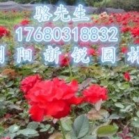 瀏陽月季、精品月季小苗批發直銷