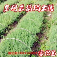 長期 供應各種規格雪松，蜀檜，紅葉石楠,廣玉蘭，白玉蘭，紅玉蘭