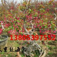 供應冬紅果海棠小苗價格、冬紅果海棠盆景價格、冬紅果海棠種植基