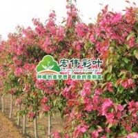 絢麗海棠小苗彩葉苗綠化苗木供應