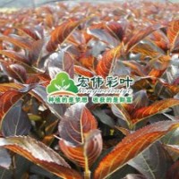 紫葉錦帶小苗彩葉苗綠化苗木長期供應