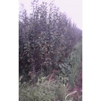 哪里可以買到花椒苗？山西花椒苗基地