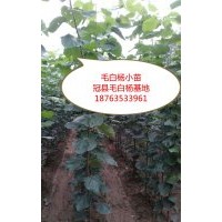出售毛白楊小苗，冠縣毛白楊