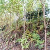 山桃稠李苗、水桃苗、桃葉稠李苗