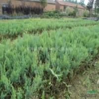 沙地柏小苗 灑金柏小苗、劍麻小苗、水臘、薔薇小苗