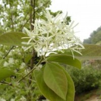 流蘇小苗 灑金柏小苗、劍麻小苗、水臘、薔薇小苗