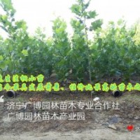 供應法桐小苗