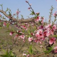 供應山桃、山杏