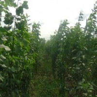 3公分絲綿木小苗特價批發