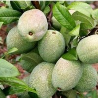 沂州木瓜苗、木瓜1-8公分大苗