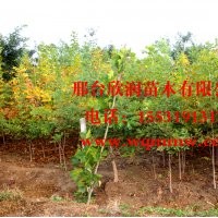河北邢臺欣潤苗木大量供應白蠟 6公分