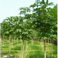 大量供應七葉樹（娑羅樹）、 核桃樹、皂角樹