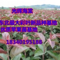 內蒙光輝海棠苗（2——3）
