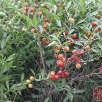 處理文冠果 鈣果 八棱海棠 黃櫨，連翹