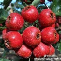 山楂苗供應(yīng)，沂蒙山楂，大五棱山楂大金星山楂