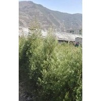 出售岷江柏樹(shù)小苗，岷江柏苗，價(jià)格面議，質(zhì)量保證