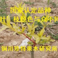 絲綿木新品種；金枝玉葉絲綿木