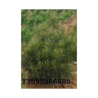 白皮松、白皮松價格、油松、側(cè)柏
