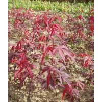 供應日本紅楓苗