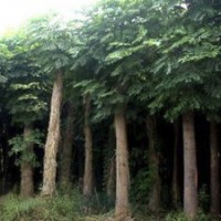 山東國槐低價格批發找榮盛綠園苗木