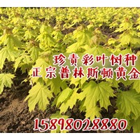 普林斯頓黃金楓杯苗，接穗