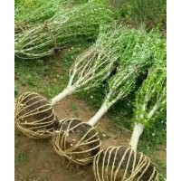 低價供應(yīng)：獨(dú)桿木槿，叢生木槿，叢生紫荊