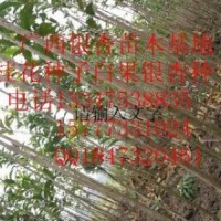 香樟小苗。廣西香樟小苗。廣西香樟苗價格