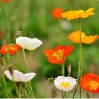 草花、山一草花種植基地、草花行情