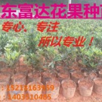 批發四季杜鵑紅山茶小苗