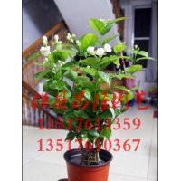 供應(yīng)雙瓣茉莉花苗 茉莉花地苗
