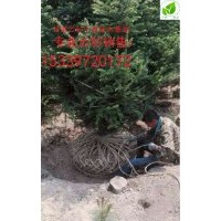 甘肅云杉甘肅云杉大量批發
