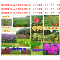 北美海棠、德國鳶尾、白玉簪