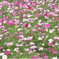 山東波斯菊杯苗波斯菊價格波斯菊花海設計施工養護