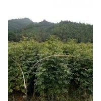 湖北楓香，湖北木荷，湖北杉木，湖北青楓，湖北羅漢松，湖北青錢