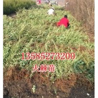 火棘苗價格高度40-50公分火棘大苗價格優惠江蘇火棘苗產地價格
