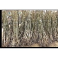 保定地區出售核桃苗
